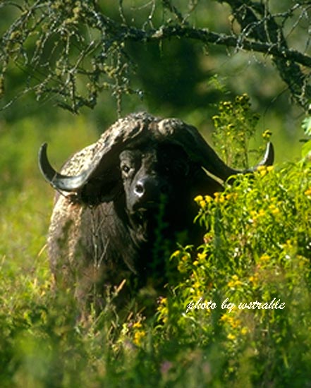 BUFFALO I