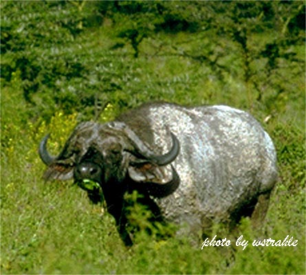 BUFFALO II