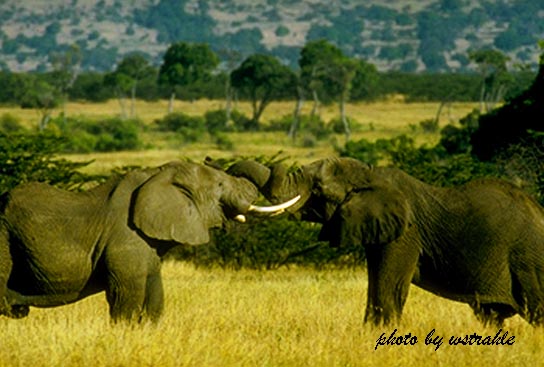 Trunk Tussle