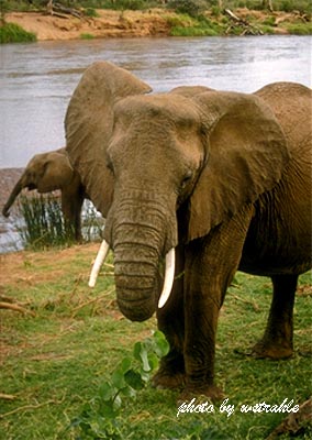 ELEPHANT