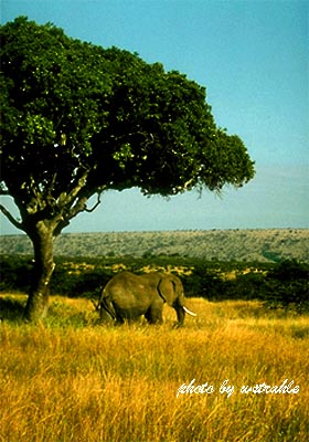 Elephant Under Tree
