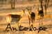 Antelope Home Page
