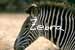 Zebraa Home Page