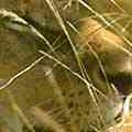 Sunning Lion