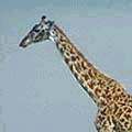 Giraffe and Tree