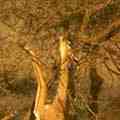 Gerenuk 1