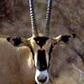 Oryx 1