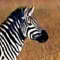 On the Mara