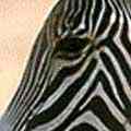 Zebra Head-Left