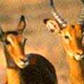 Impala