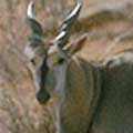 Eland