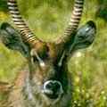 Waterbuck