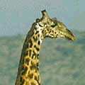 Masai Giraffe