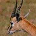 Thompson's Gazelle