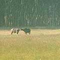 Cape Buffalo along Lakeshore