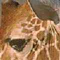 Giraffe's Face