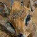 Dik-dik