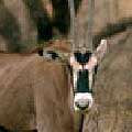 Oryx 2