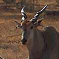 3 Eland