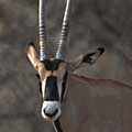 Oryx 3