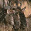 Blue Wildebeest
