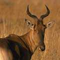 Hartebeest