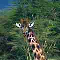 Rothchild's Giraffe