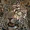 Resting Leopard