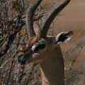 Gerenuk 2
