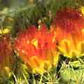 img3001.jpg - 2778 Bytes