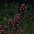 img3008.jpg - 2337 Bytes
