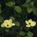 img3009.jpg - 2637 Bytes