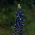 img3019.jpg - 2110 Bytes