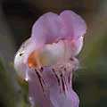 img3023.jpg - 2319 Bytes