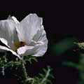 img3024.jpg - 2294 Bytes