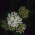 img3040a.jpg - 2503 Bytes
