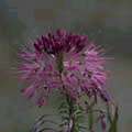 img3054.jpg - 2349 Bytes