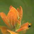 img3057.jpg - 2124 Bytes