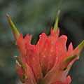 img3061.jpg - 2279 Bytes