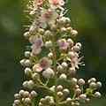 img3064.jpg - 2791 Bytes